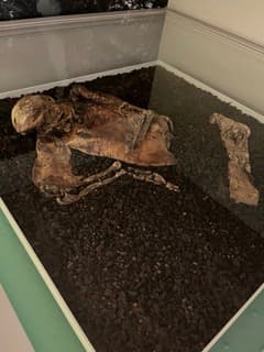 リンドウ・マン