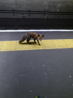 Tube foxo @ Highbury Islington
